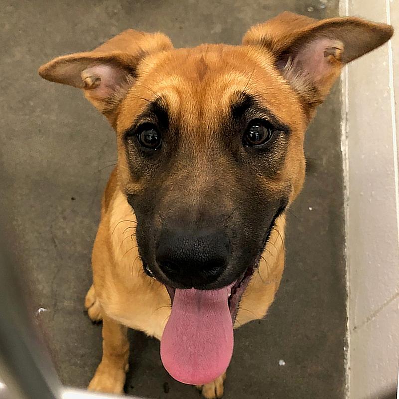 Clatsop County Animal Control & Shelter Adoption Search Results