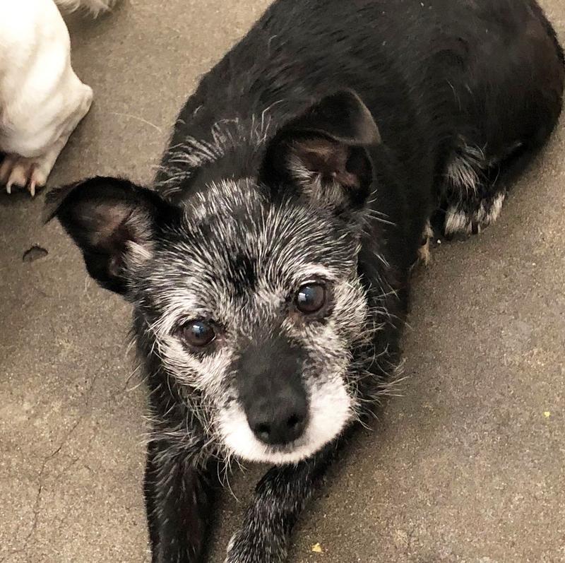 Clatsop County Animal Control & Shelter Adoption Search Results