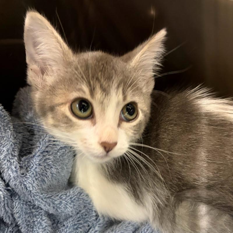 Clatsop County Animal Control & Shelter Adoption Search Results