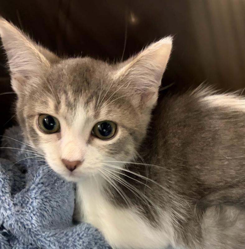 Clatsop County Animal Control & Shelter Adoption Search Results