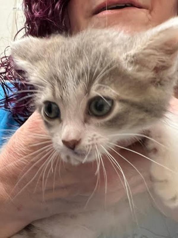 Clatsop County Animal Control & Shelter Adoption Search Results