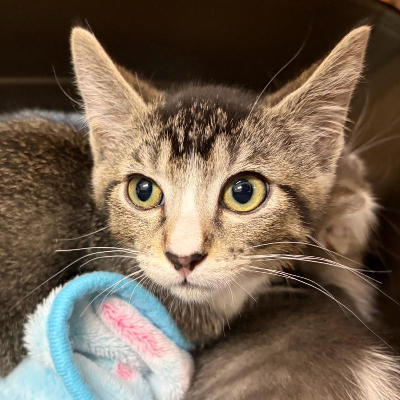 Clatsop County Animal Control & Shelter Adoption Search Results