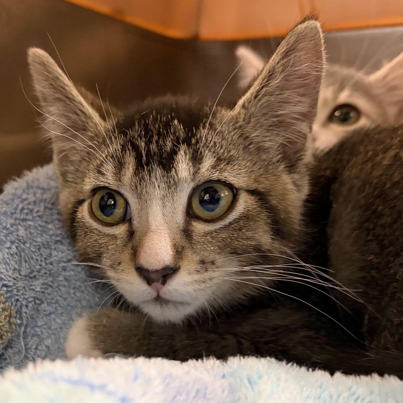 Clatsop County Animal Control & Shelter Adoption Search Results