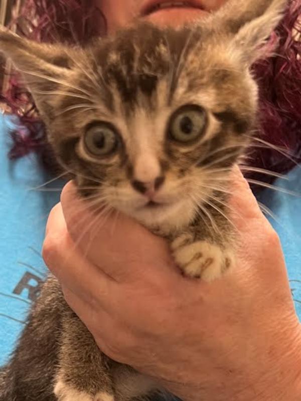 Clatsop County Animal Control & Shelter Adoption Search Results